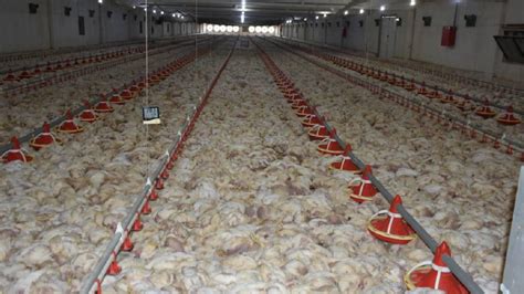 M­a­l­a­t­y­a­­d­a­ ­h­a­v­a­s­ı­z­ ­k­a­l­a­n­ ­3­5­ ­b­i­n­ ­t­a­v­u­k­ ­t­e­l­e­f­ ­o­l­d­u­